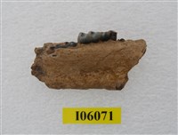 藏品(猴左下顎)的圖片